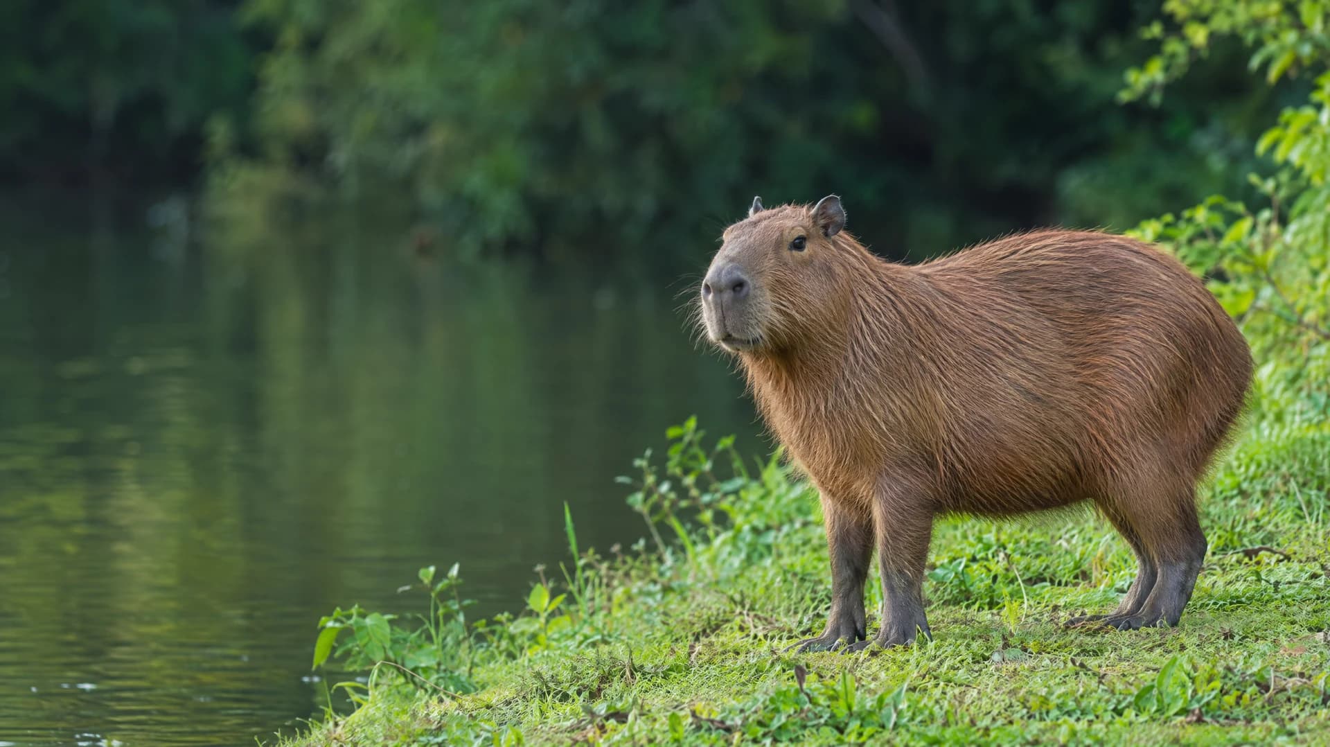 capibara