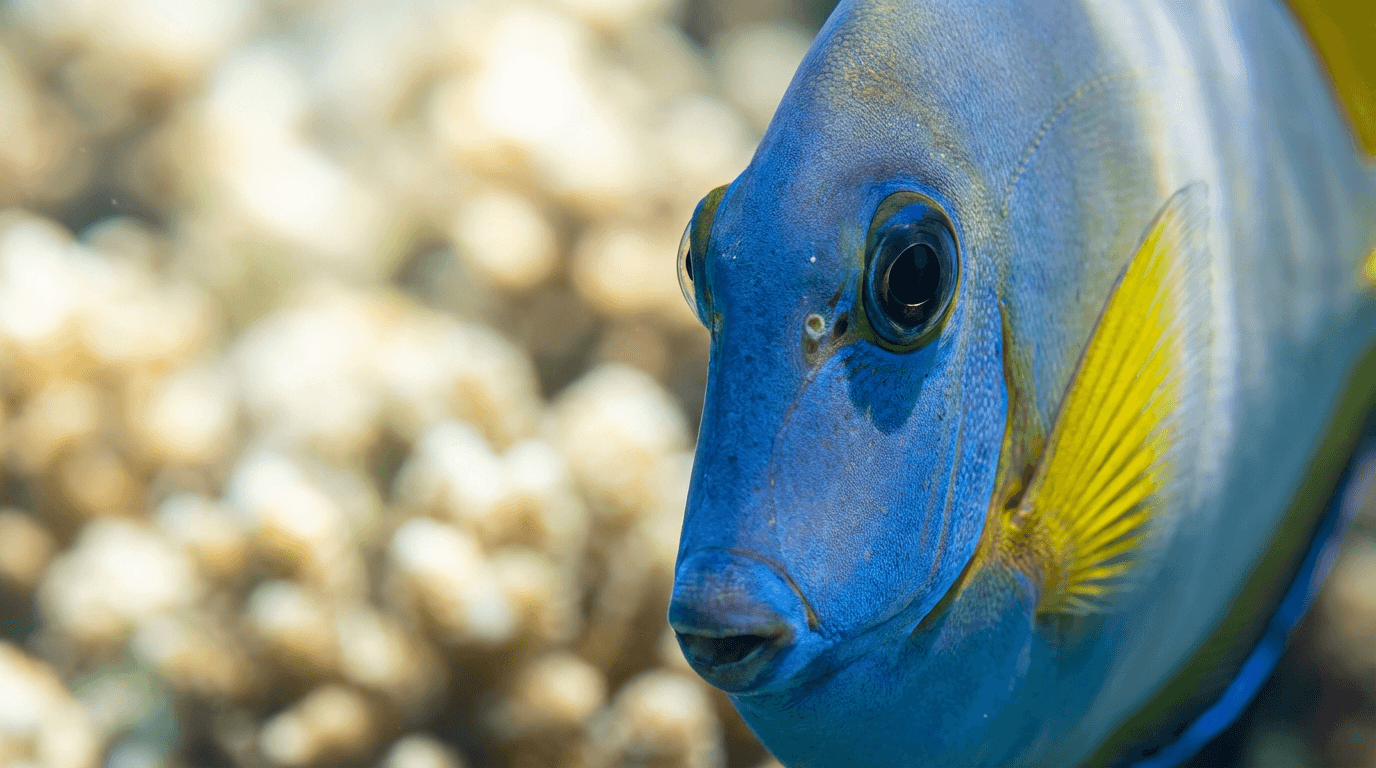 AI-generated Blue Tang image: Blue Tang Close Portrait. Marine Fish. Indo-Pacific Coral Reefs.