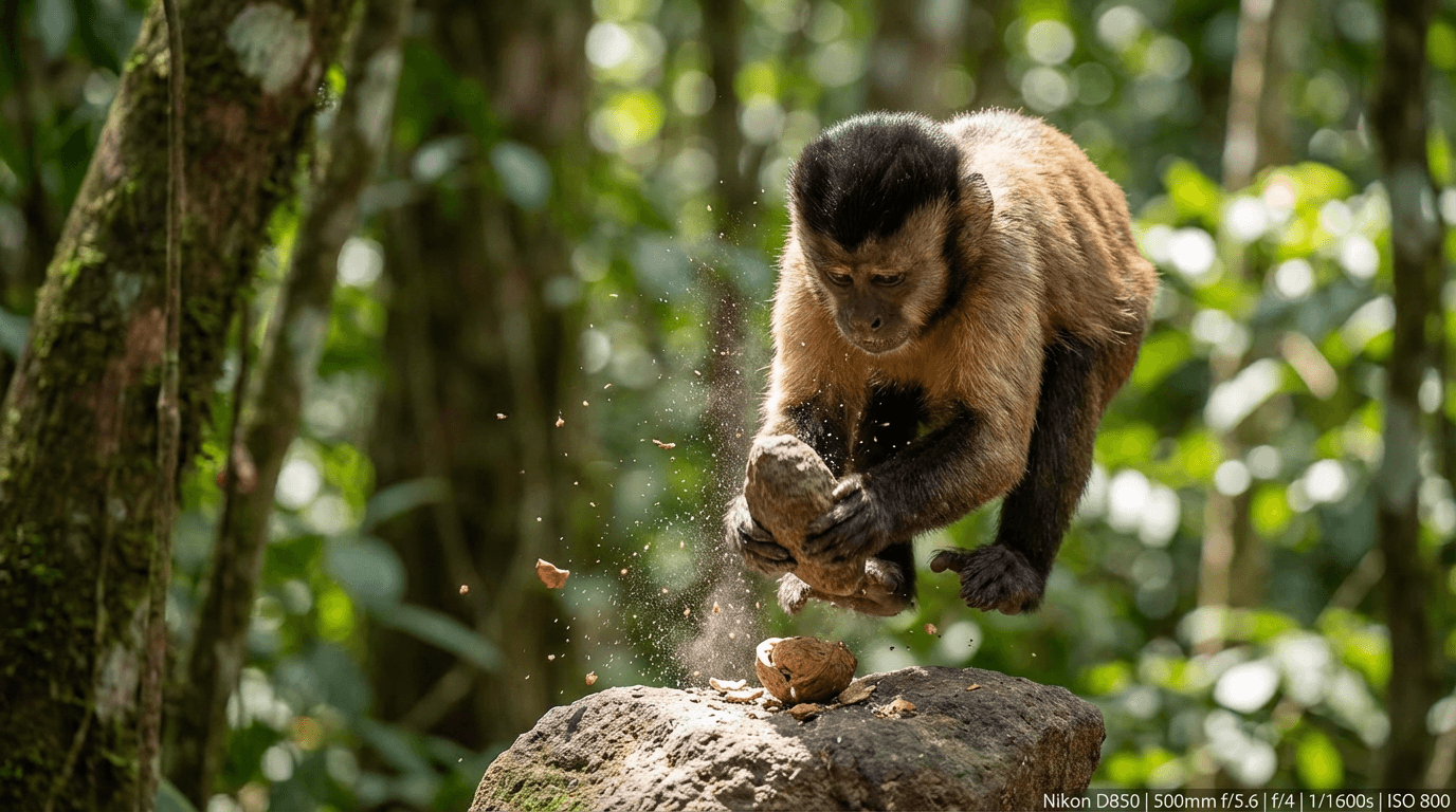 AI 生成的 Capuchin Monkey 图片:Capuchin Monkey 动作镜头,灵长类. Central South American Forest。