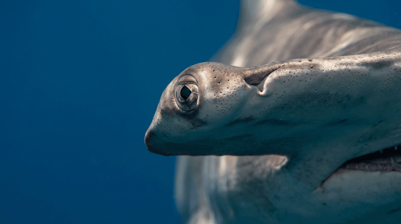 AI-generated Hammerhead Shark image: Hammerhead Shark Close Portrait. Marine Predators. Tropical and Temperate Waters.