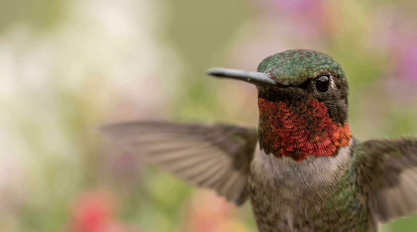 KI-generiertes Bild von Hummingbird: Hummingbird Close Porträt. Vögel. Americas.