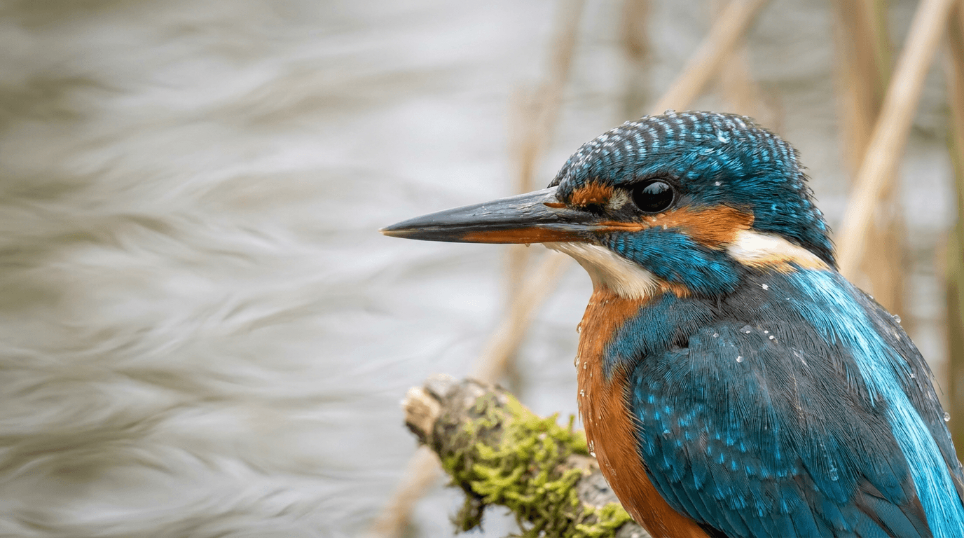 AI-generated Kingfisher image: Kingfisher Close Portrait. Birds. Worldwide.