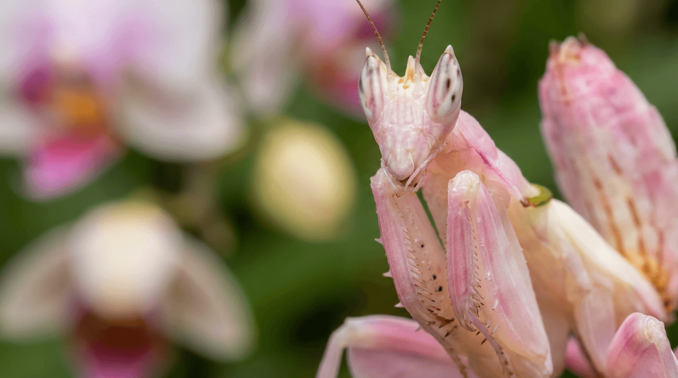 Image de Orchid Mantis générée par IA : Portrait de Orchid Mantis Close. Invertébrés. Southeast Asian Rainforests.