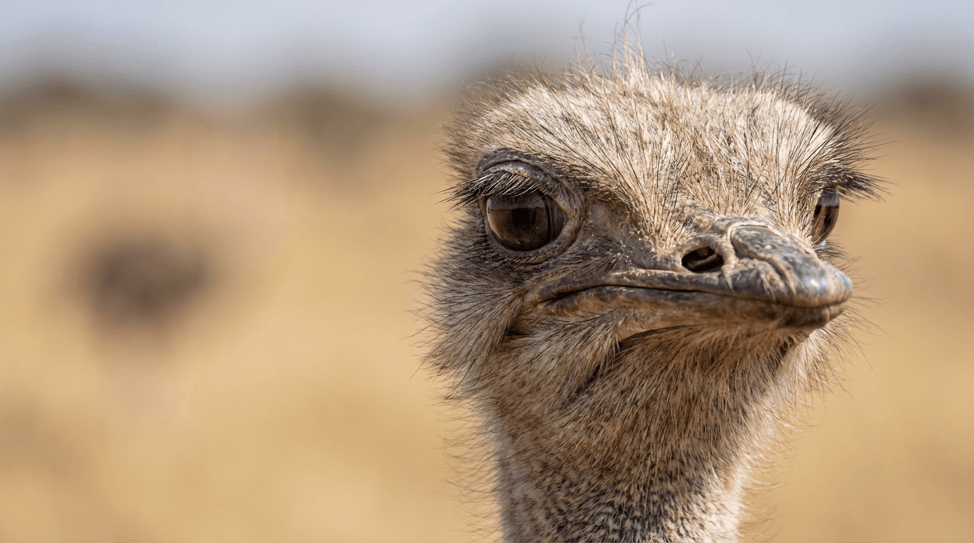 AI 生成的 Ostrich 图片:Ostrich Close 肖像,鸟类. African Savannas。