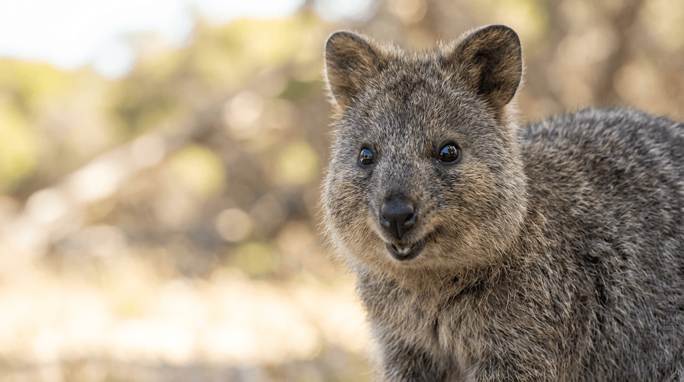 AI-generated Quokka image: Quokka Close-Up Portrait. Popular Animals. Western Australia.