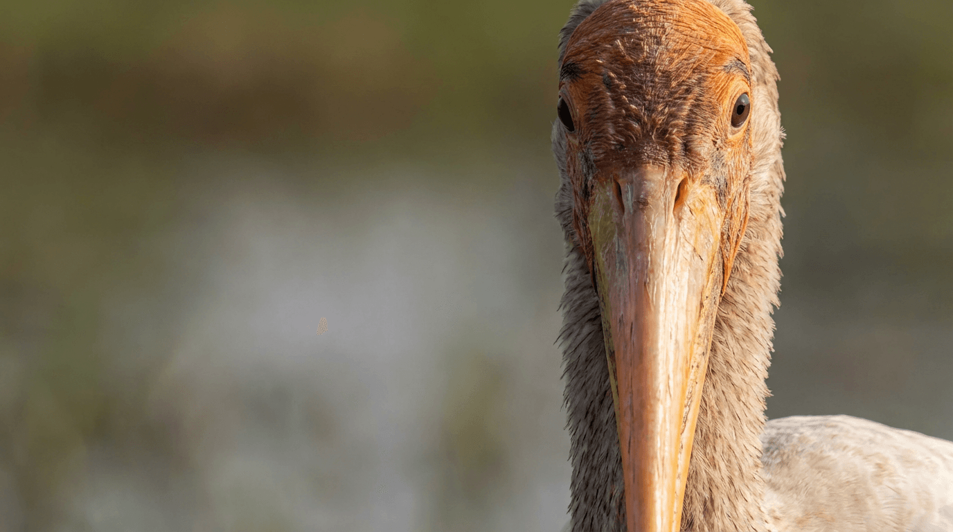 AI-generated Stork image: Stork Close Portrait. Birds. Worldwide.