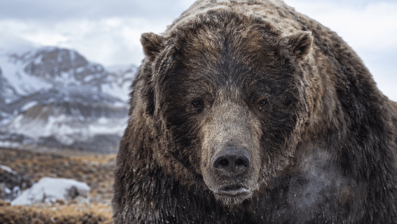 AI 生成的 Arctotherium 图片:Arctotherium 特写肖像,冰河时代哺乳动物. 2 Million - 11,000 Years Ago。