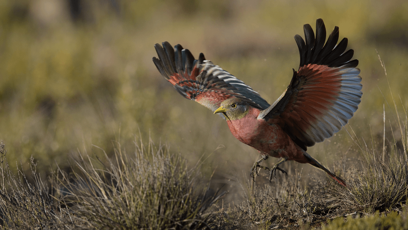 AI 生成的 Paradise Parrot 图片:Paradise Parrot Action Scene,近代灭绝动物. Extinct 1927。