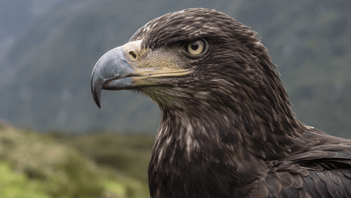AI-generated Haast's Eagle image: Haast's Eagle Close-up Portrait. Prehistoric Birds. Until 1400 AD.