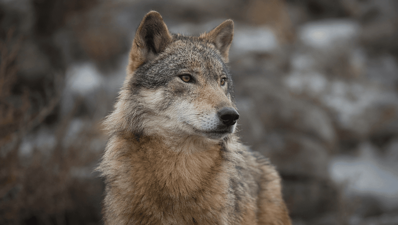 AI-generated Japanese Wolf image: Japanese Wolf Close-up Portrait. Recent Extinctions. Extinct 1905.