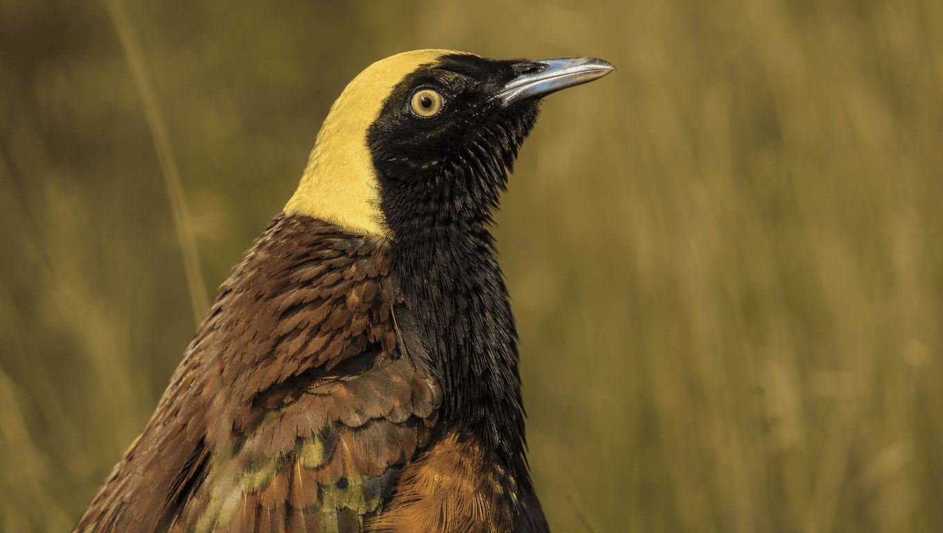 AI-generated Paradise Parrot image: Paradise Parrot Close-up Portrait. Recent Extinctions. Extinct 1927.