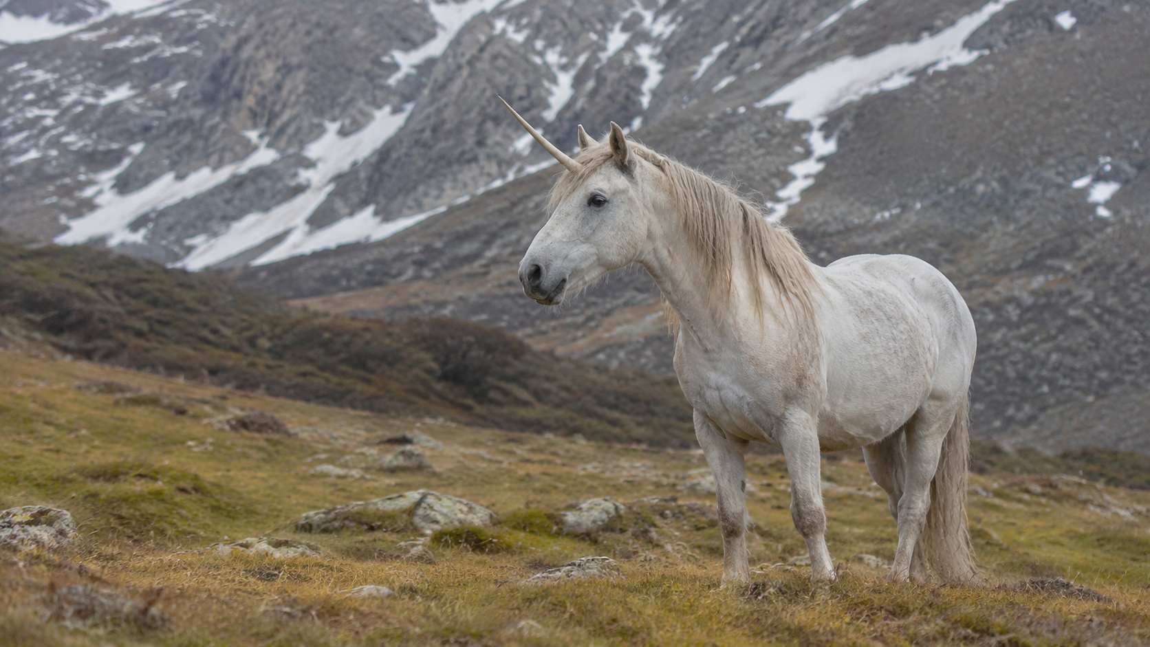 Unicorn