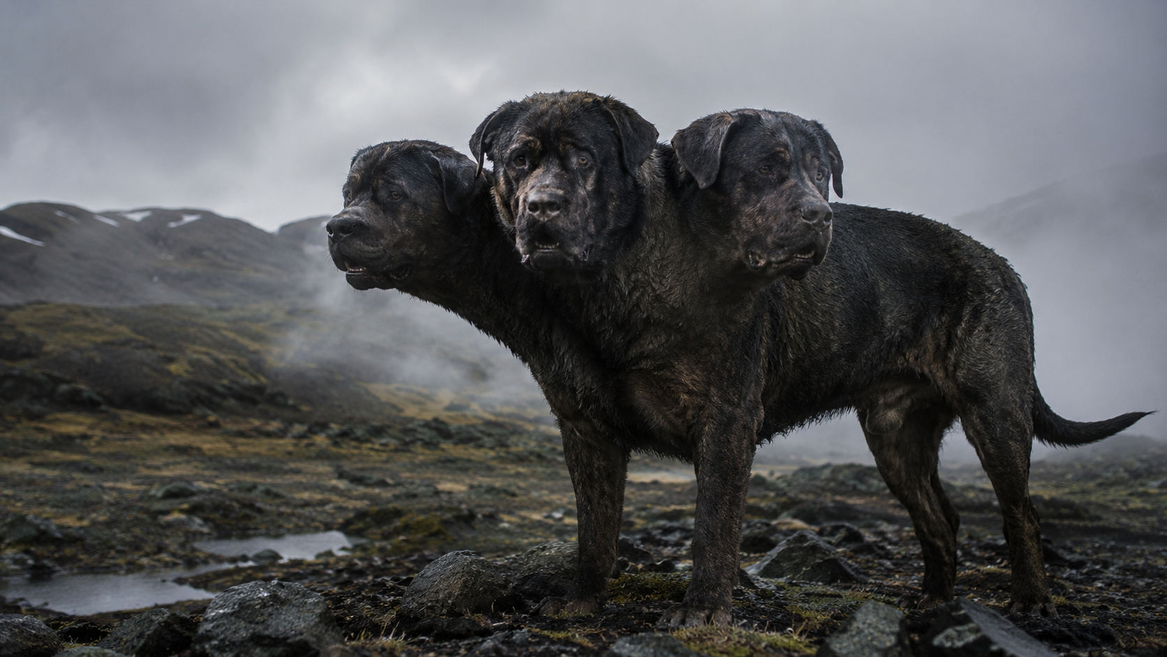 Cerberus
