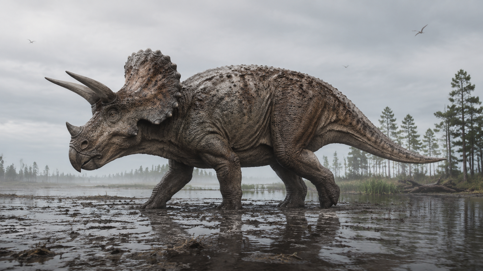 Triceratops
