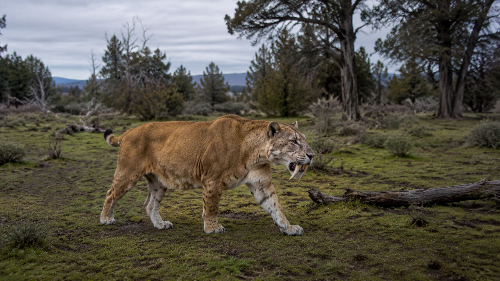 Smilodon